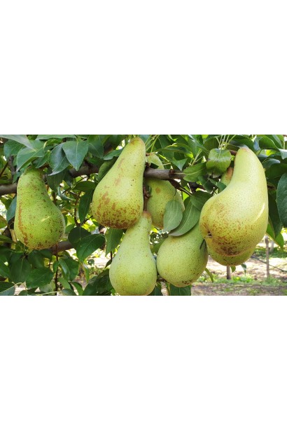 Дозрівання плодів Груші звичайної ‘Аббат Фетель’